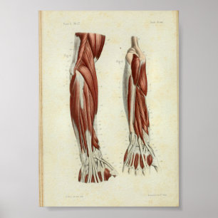 Poster 1844 Vintage Anatomie Muscles d'impression Bras