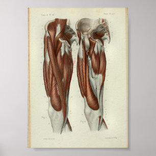 Poster 1844 Vintage Anatomie Muscles d'impression Jambe