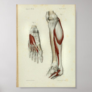 Poster 1844 Vintage Anatomie Muscles d'impression Jambe