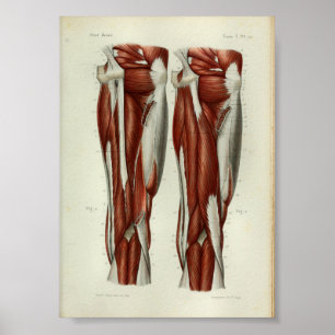 Poster 1844 Vintage Anatomie Muscles d'impression Jambe