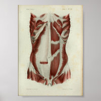 1844 Vintage Anatomie Muscles d'impression poitrin