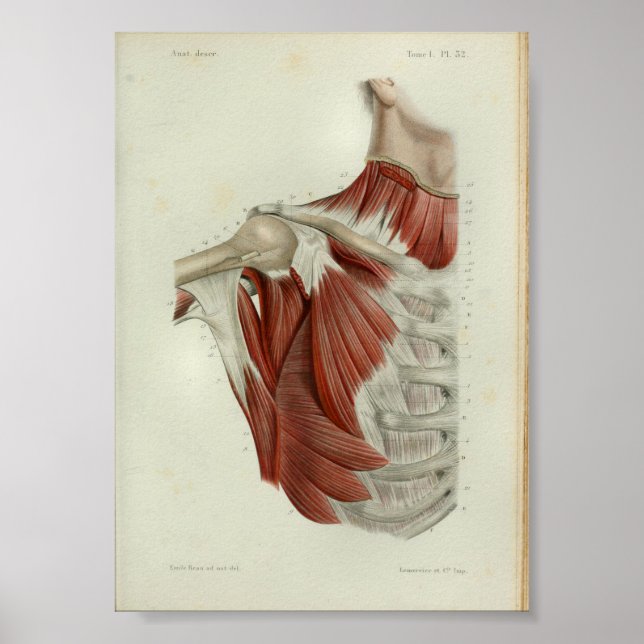 Poster 1844 Vintage Anatomie Muscles d'impression poitrin (Devant)
