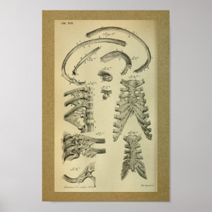 Poster 1850 Anatomie Vintage Cage de côtes d'impression