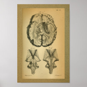 Poster 1850 Anatomie Vintage Imprimer Cerveau