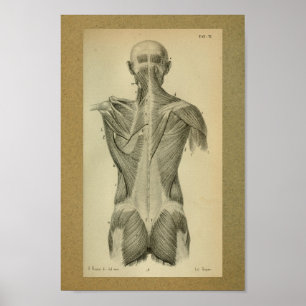 Poster 1850 Anatomie Vintage Imprimer les muscles arrière