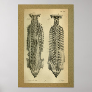 Poster 1850 Anatomie Vintage Imprimer Muscles moines