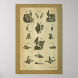 Poster 1850 Maxilla d'impression anatomique Vintage