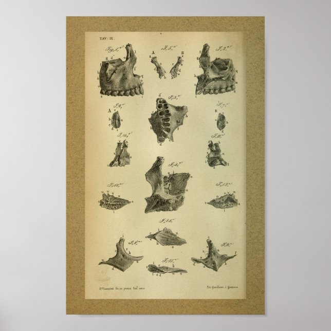 Poster 1850 Maxilla d'impression anatomique Vintage (Devant)
