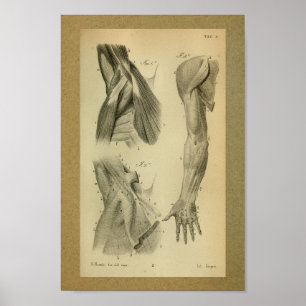 Poster 1850 Muscles d'anatomie Vintage