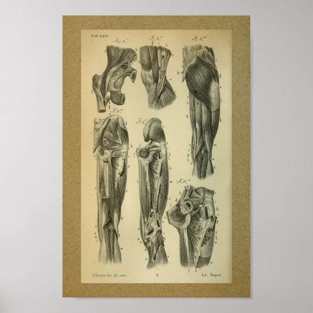 Poster 1850 Muscles d'anatomie Vintage (Devant)