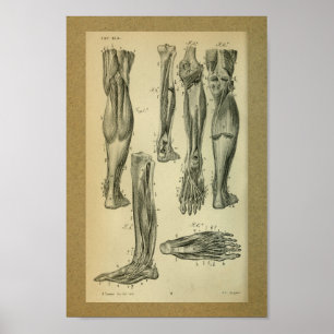 Poster 1850 Muscles d'anatomie Vintage