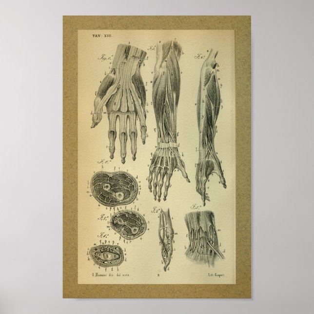 Poster 1850 Muscles d'anatomie Vintage (Devant)