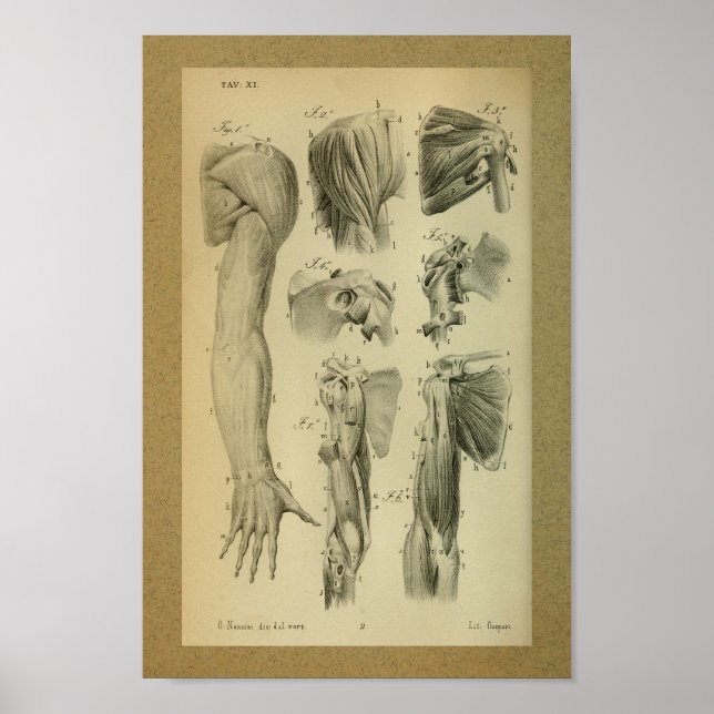 Poster 1850 Muscles d'épaule à imprimer à l'anatomie Vint (Devant)