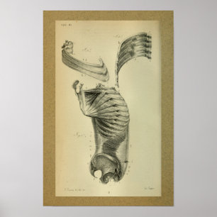 Poster 1850 Muscles d'épaule à imprimer à l'anatomie Vint