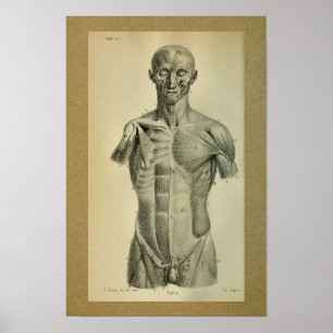 Poster 1850 Muscles d'impression anatomiques Vintages