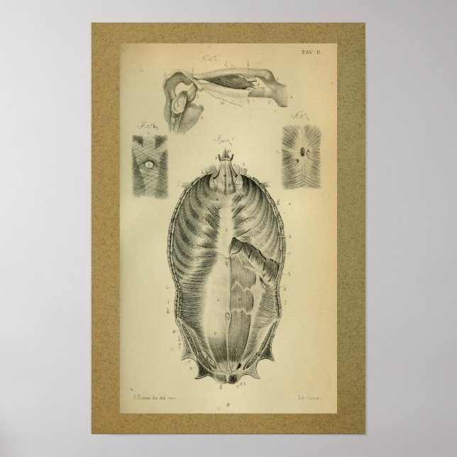 Poster 1850 Muscles d'impression anatomiques Vintages (Devant)