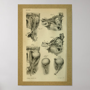 Poster 1850 Muscles d'oeil Vintages d'anatomie