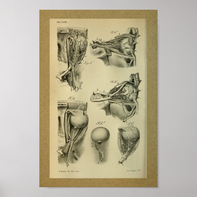 Poster 1850 Muscles d'oeil Vintages d'anatomie (Devant)