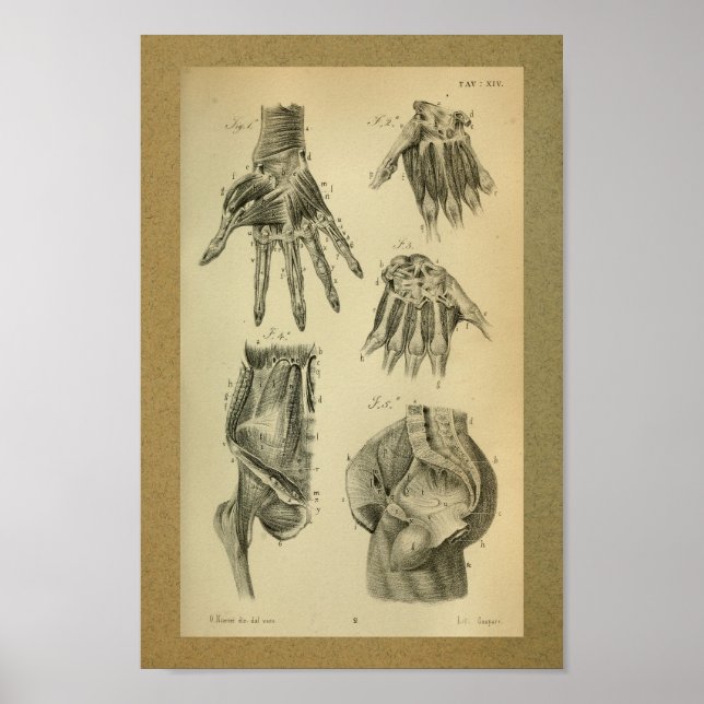 Poster 1850 Muscles Vintages d'anatomie (Devant)