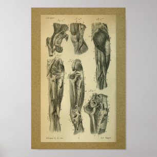 Poster 1850 muscles vintages de jambe d'impression