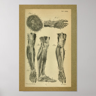 Poster 1850 muscles vintages de jambe d'impression