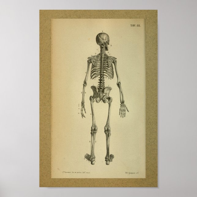 Poster 1850 Squelette d'impression anatomique Vintage (Devant)