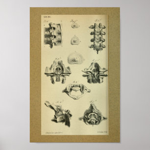 Poster 1850 vertèbres spinales d'impression vintage