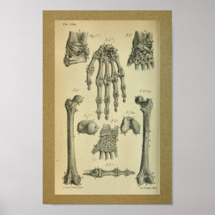 Poster 1850 Vintage Anatomie Imprimer Poignet À Main