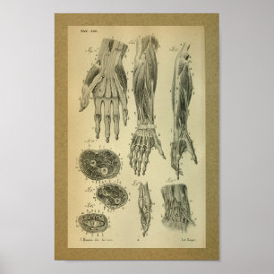 Poster 1850 Vintage Anatomy Print Arm Muscles