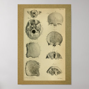 Poster 1850 Vintage Anatomy Print Skull