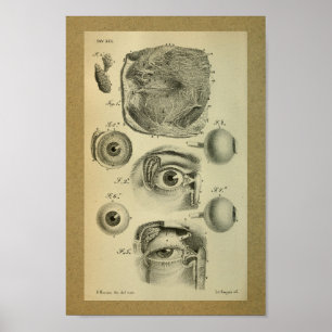 Poster 1850 yeux humains d'impression vintage d'anatomie