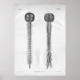 Poster 1854 Anatomie de la colonne vertébrale Vintage
