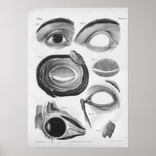 Poster 1854 Anatomie oculaire Vintage B/W Imprimer