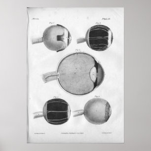 Poster 1854 Anatomie Vintage des yeux Imprimer