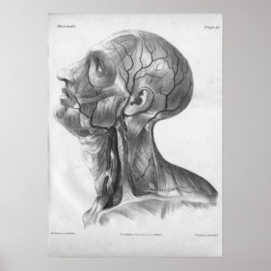 Poster 1854 Vintage Head and Neck Anatomy Print