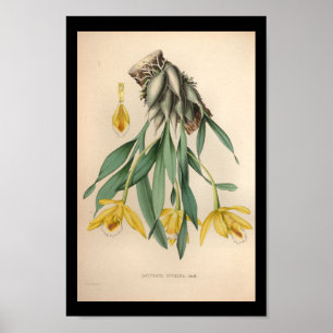 Poster 1860 Vintage orchidée à imprimé jaune