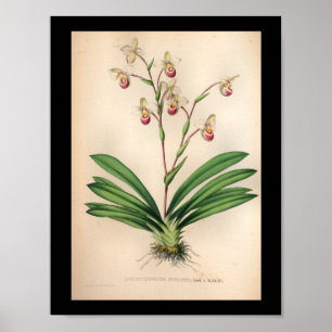 Poster 1860 Vintage Orchidée Fleur d'impression violet