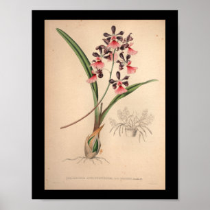 Poster 1860 Vintage Orchidée Fleur d'impression violet