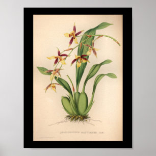 Poster 1860 Vintage Orchidée Fleur d'impression violet