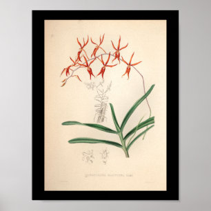 Poster 1860 Vintage orchidée Flower Rouge