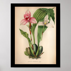 Poster 1860 Vintage orchidée imprimé rose blanc