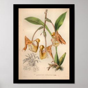 Poster 1860 Vintage orchidée orange tacheté