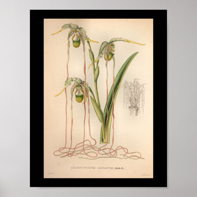 Poster 1860 Vintage orchidée rose (Devant)