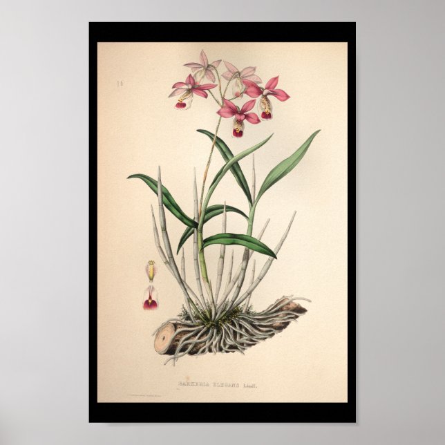 Poster 1860 Vintage orchidée rose (Devant)