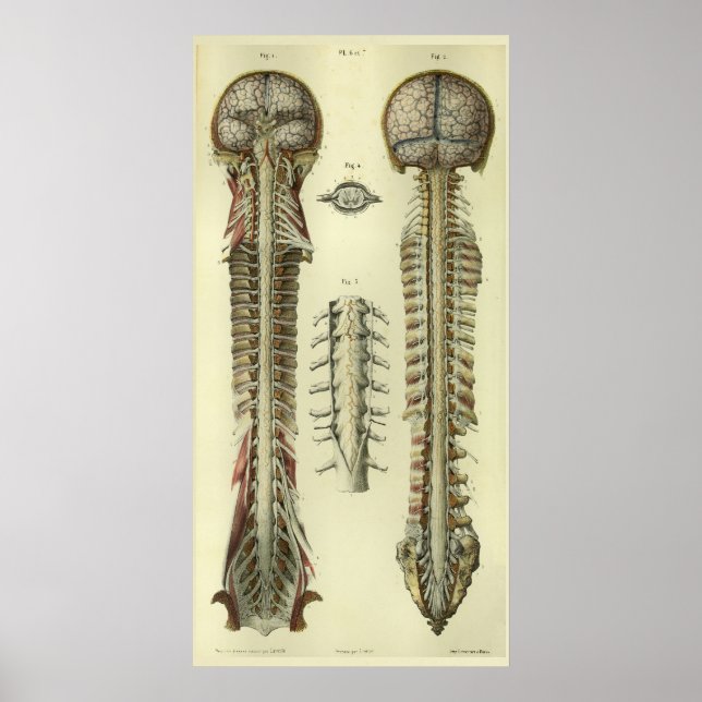 Poster 1866 Cordon de colonne cérébrale Nerves Anatomie I (Devant)
