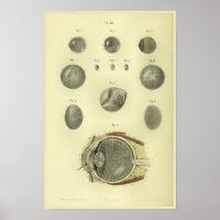 1866 Cornée oculaire humaine Anatomie Imprimer