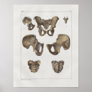 Poster 1867 Anatomie Vintage des os pelviens