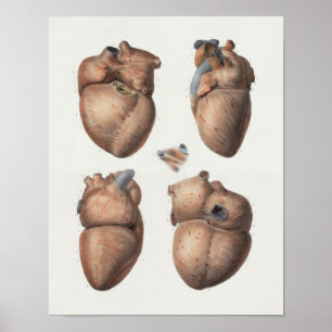 Poster 1867 Anatomie Vintage du coeur humain Imprimer