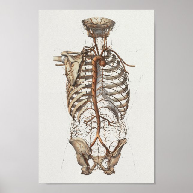 Poster 1867 Aorta Squelette Anatomie Vintage Imprimer (Devant)