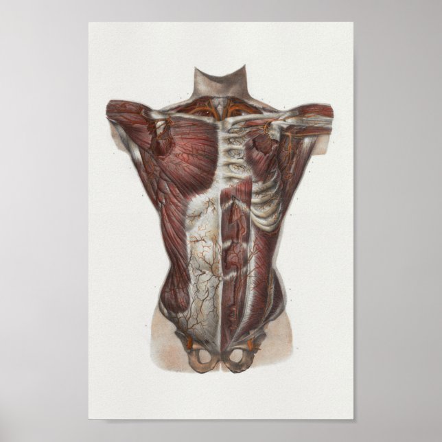 Poster 1867 Muscles thoraciques Anatomie Vintage Imprimer (Devant)